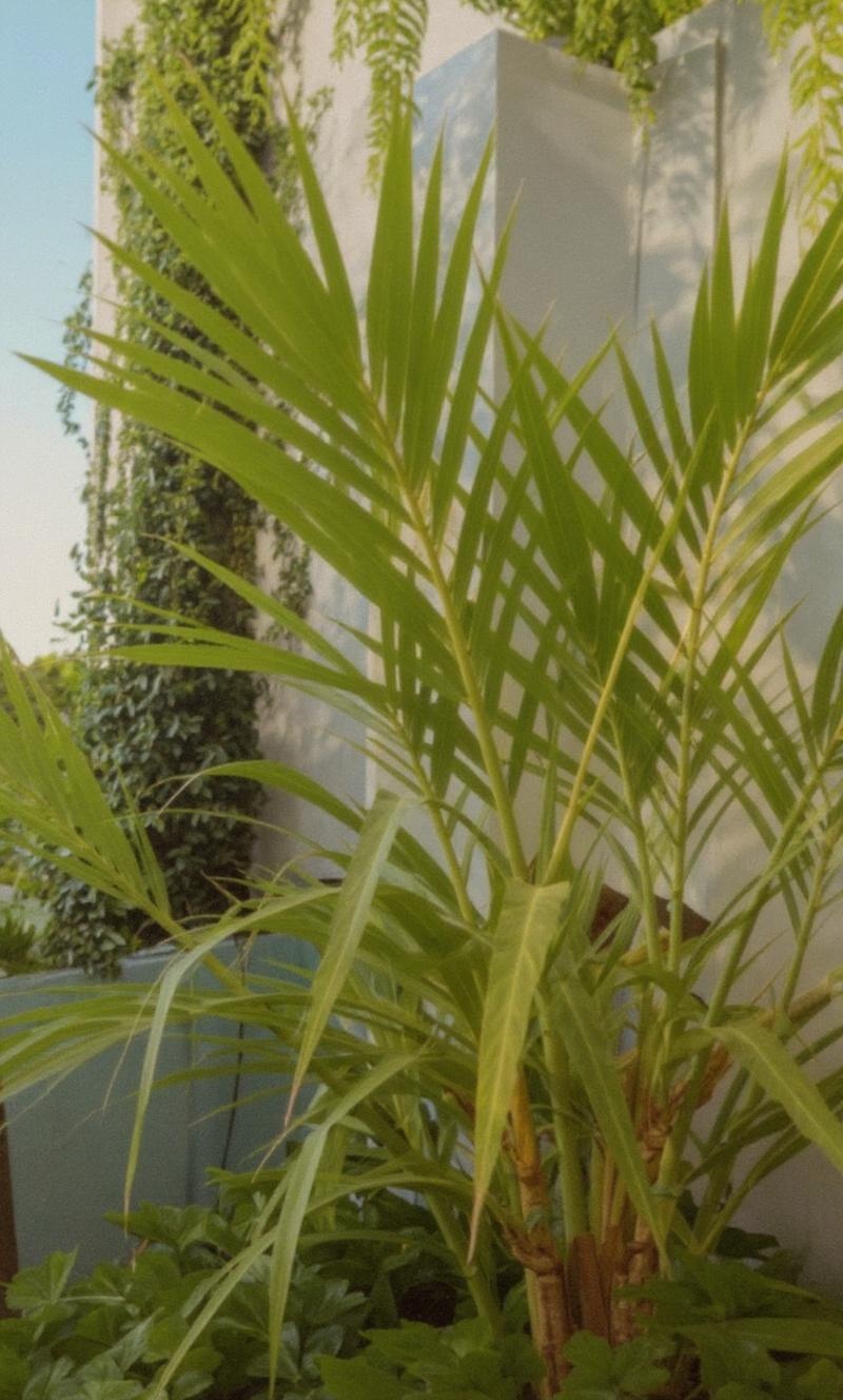 more-beautiful-tropical-plants-and-some-566we2xr3d