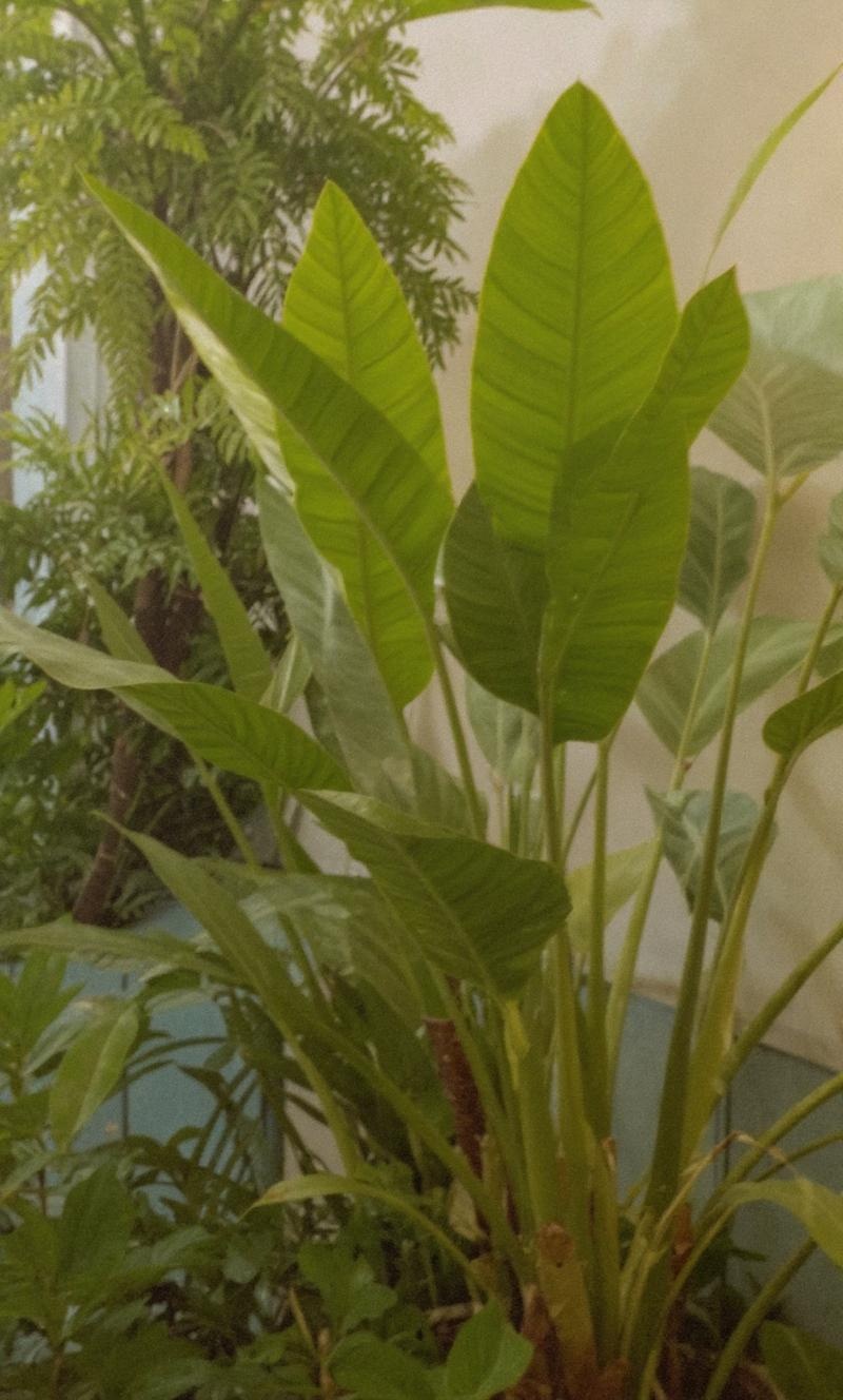 more-beautiful-tropical-plants-and-dhsqogk4ew