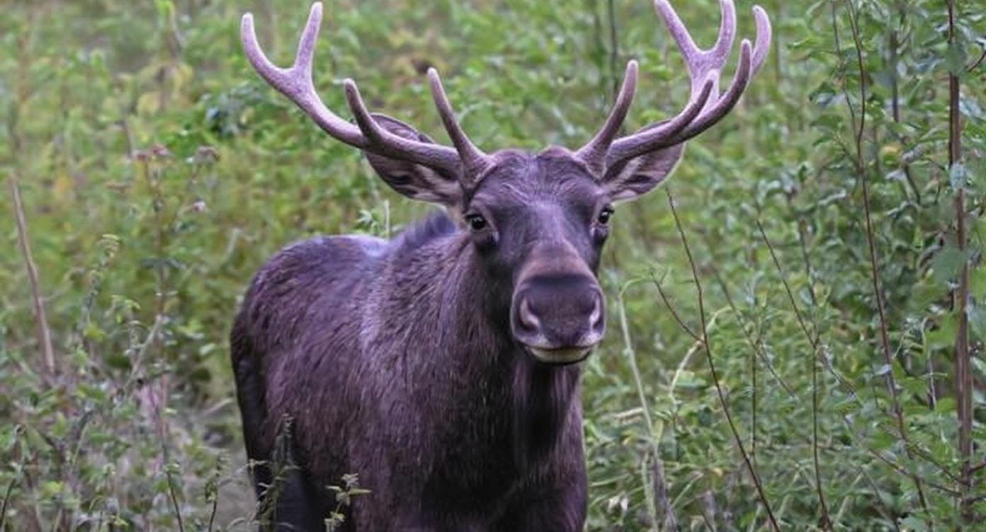 the-moose-is-looking-into-the-camera-while-4o9c4vyzz4