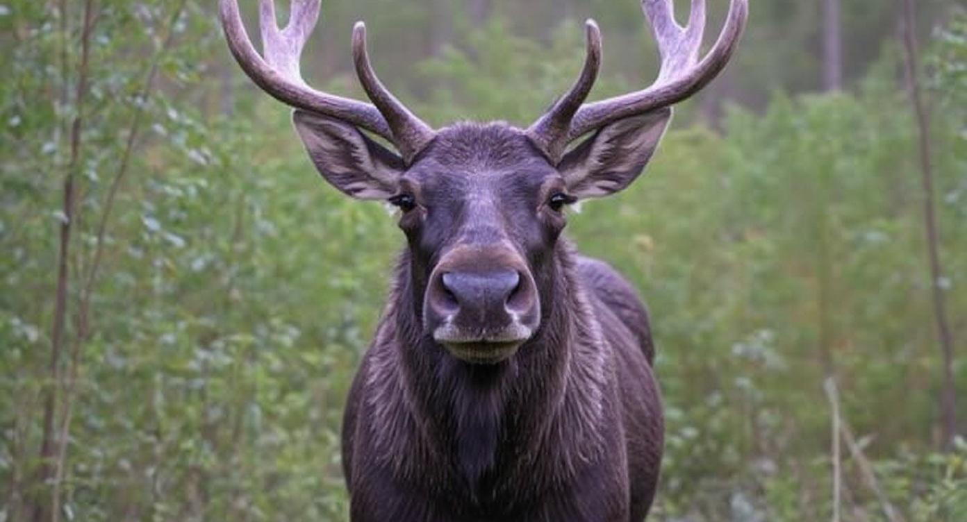 the-moose-is-looking-into-the-camera-transparent-i2g4csq0zr