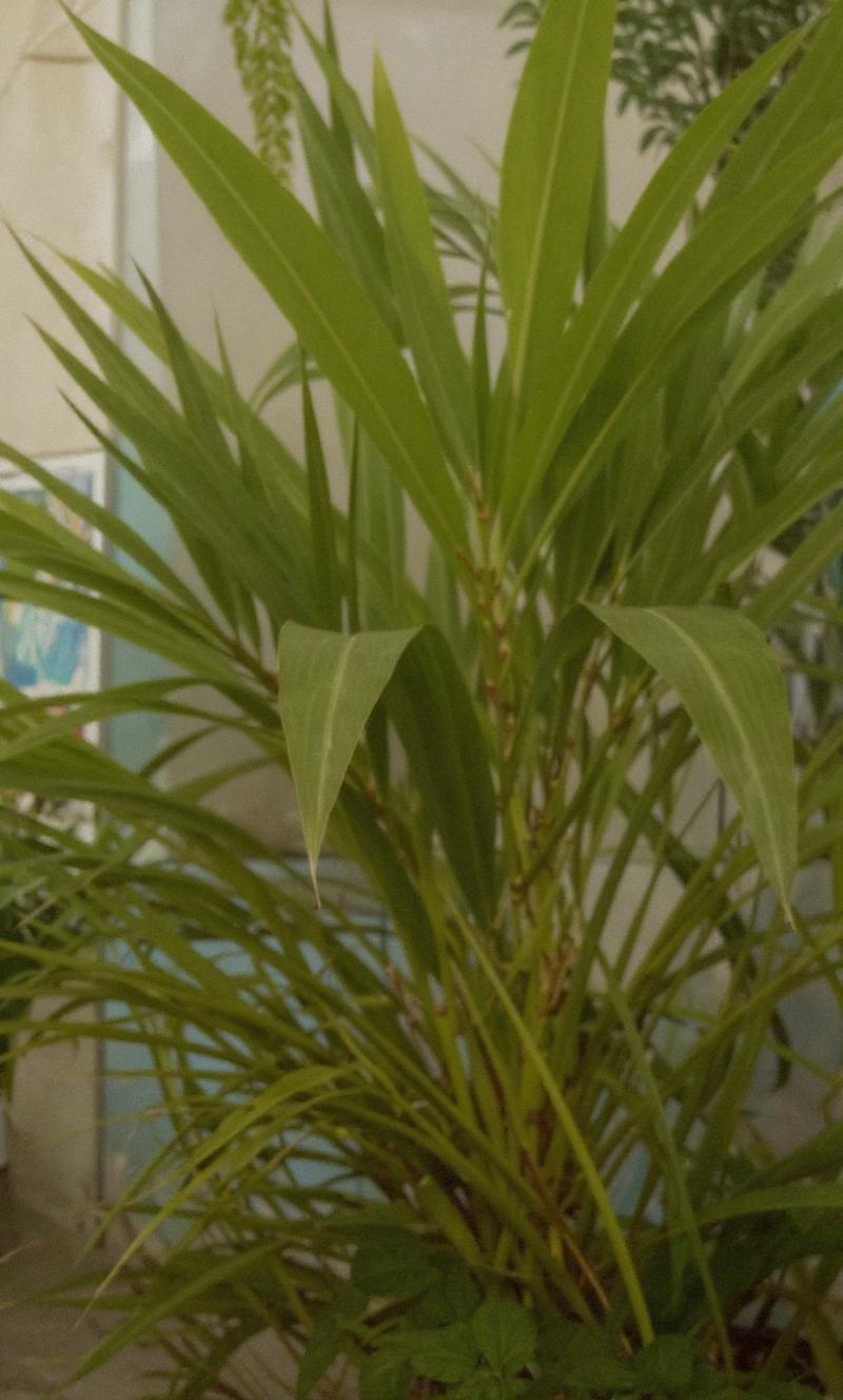 more-beautiful-tropical-plants-and-qcluazx9w9