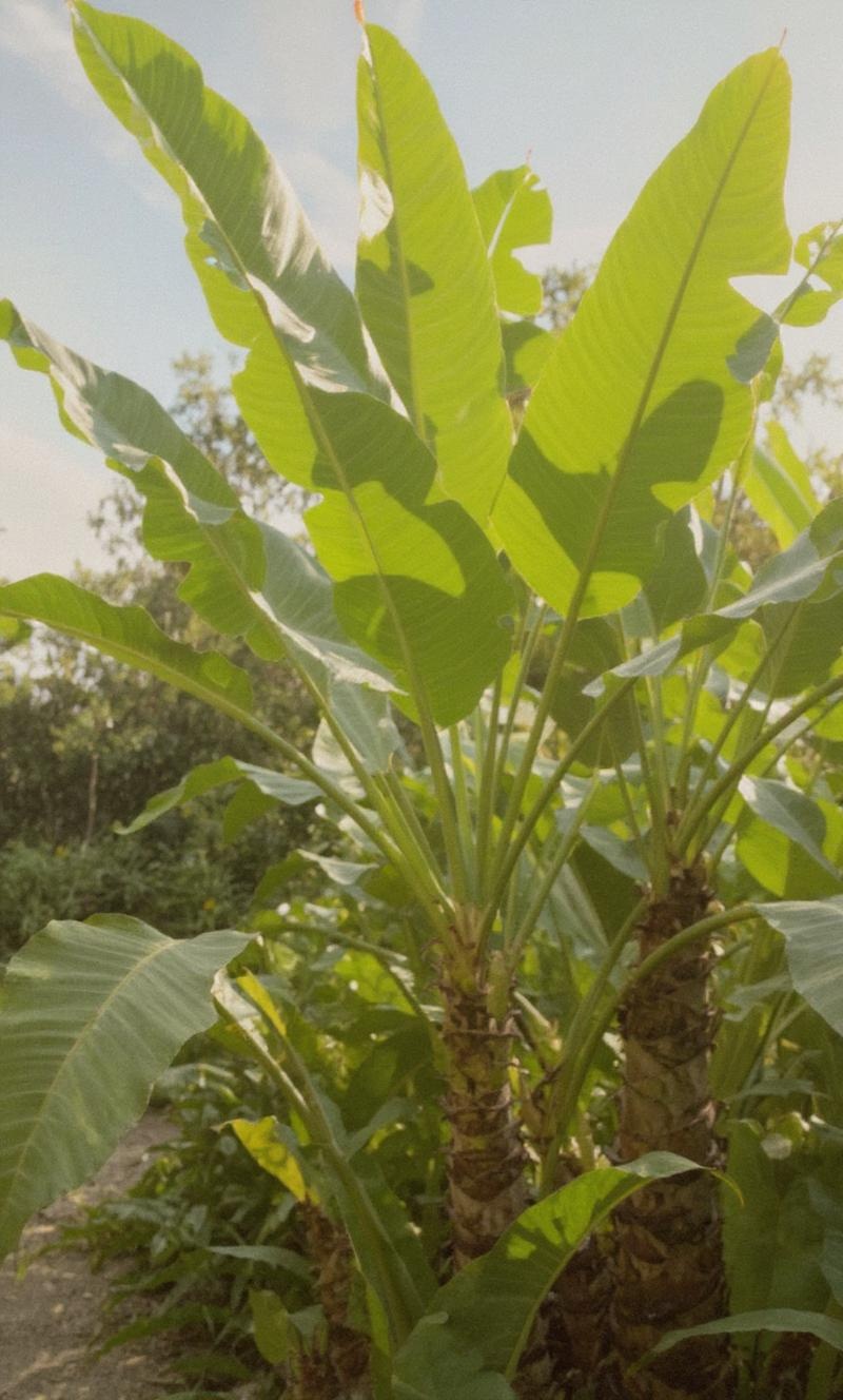 more-beautiful-tropical-plants-and-some-szh89395ie