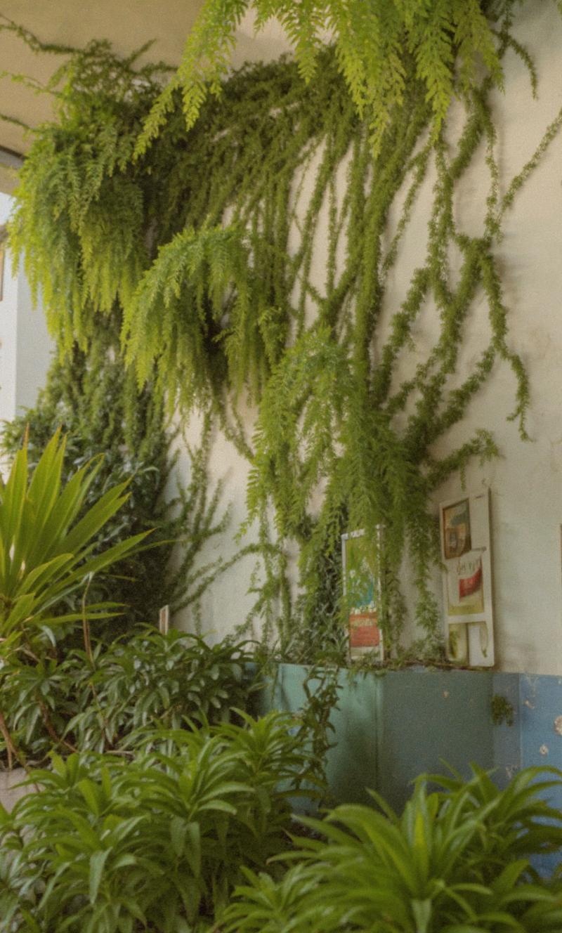 more-jungle-vegetation-on-the-wall-9vzme8uvy3