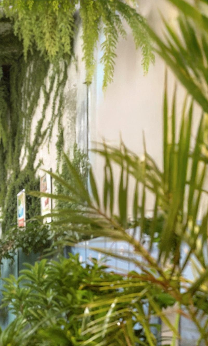 more-vegetation-and-light-1-vf781pm0et
