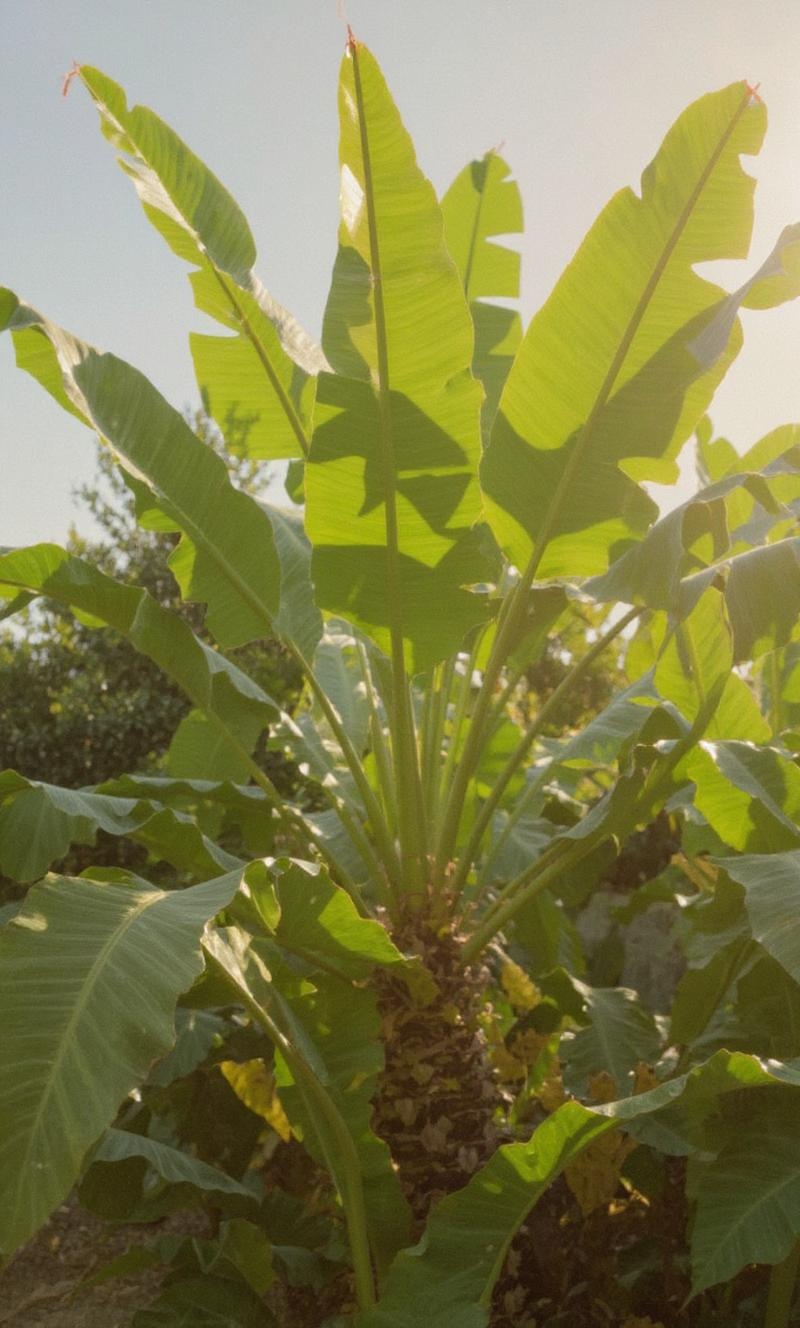 more-beautiful-tropical-plants-and-some-5qne6kbl1h