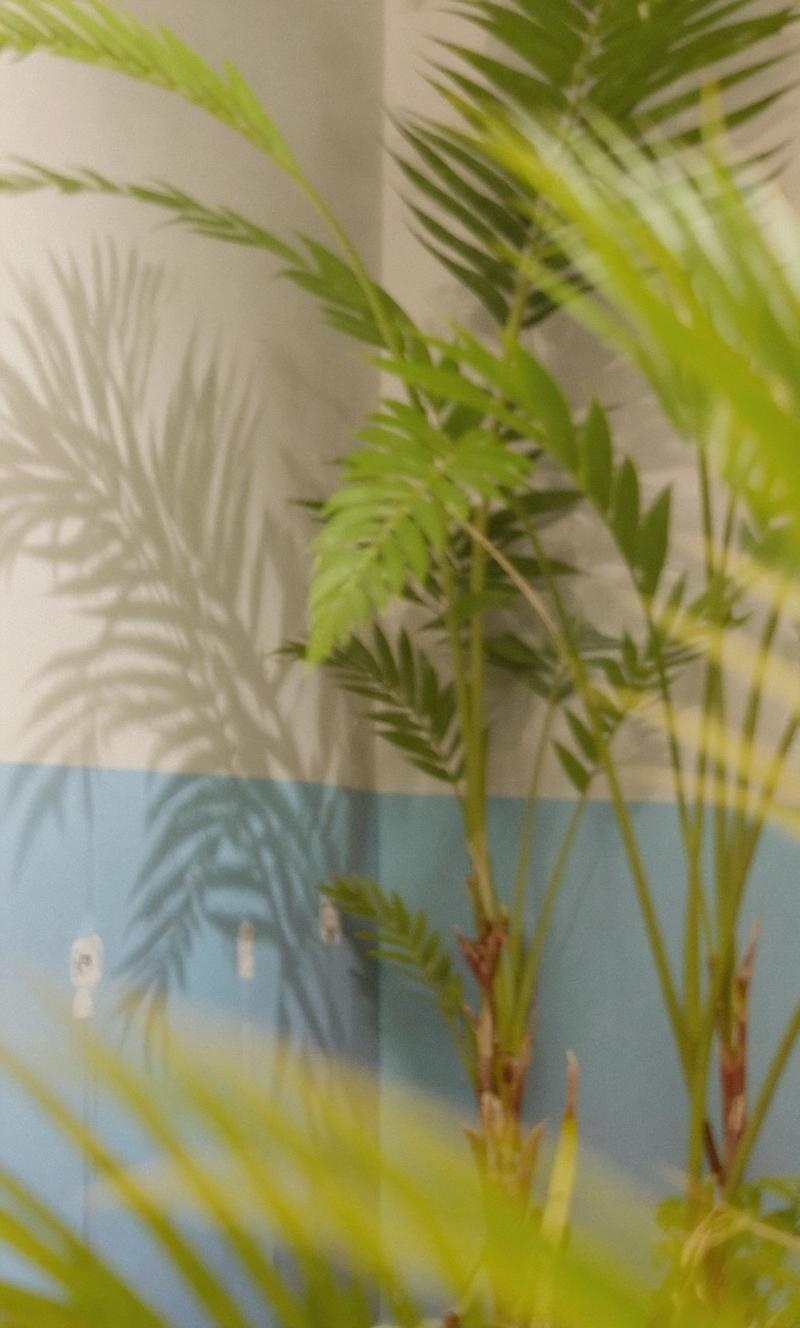 some-vegetation-on-the-wall-tropical-ify04ltf7f