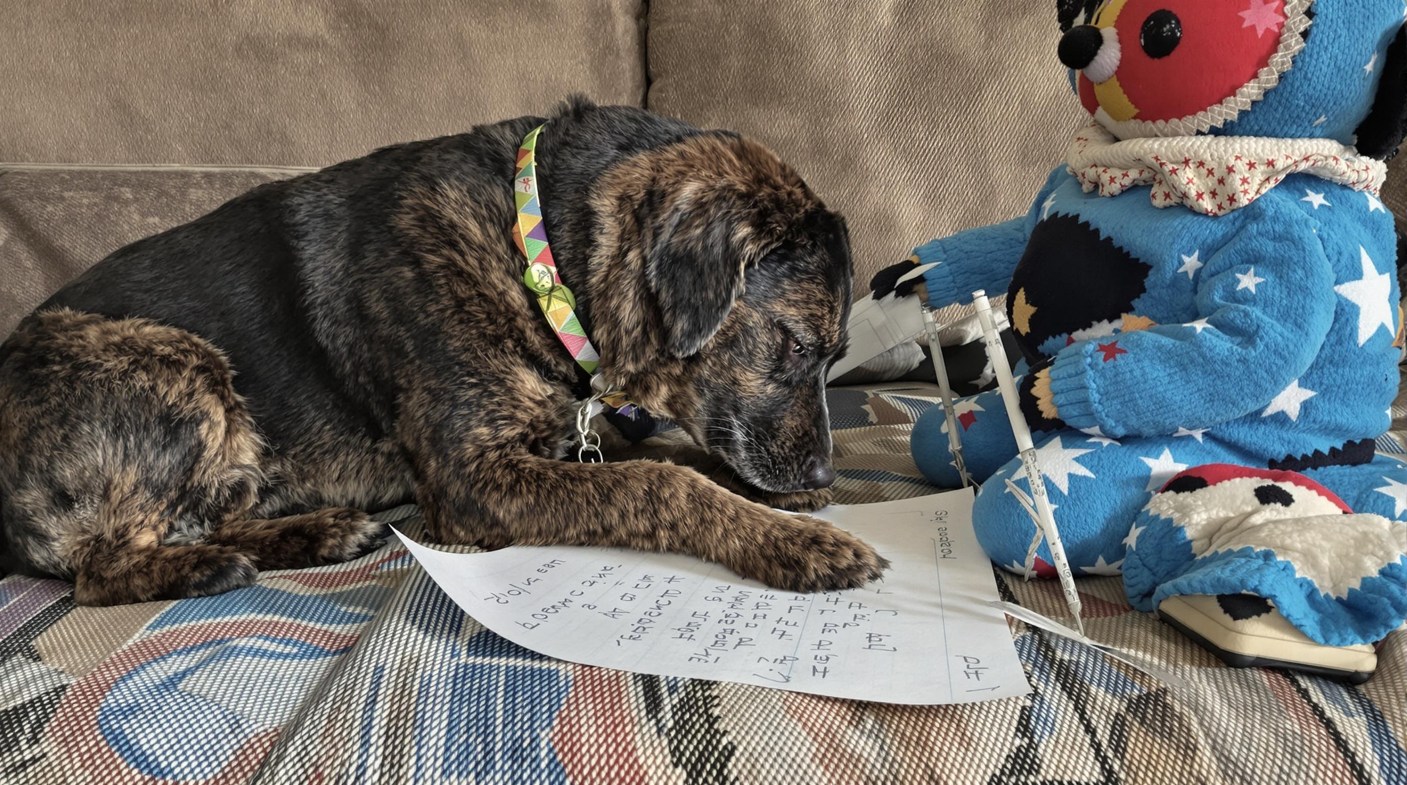 dog-doing-homework-etfpefyms3