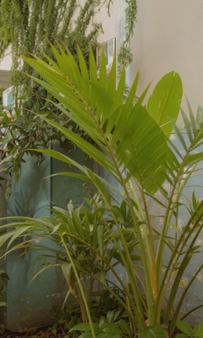 more-beautiful-tropical-plants-and-6mfavfpytn