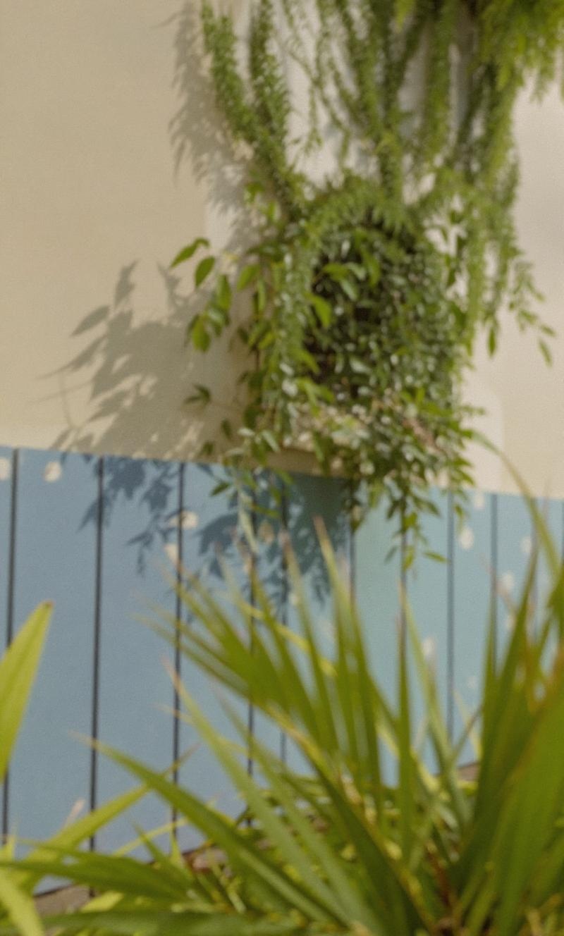 some-vegetation-on-the-wall-tropical-yw2085o4df