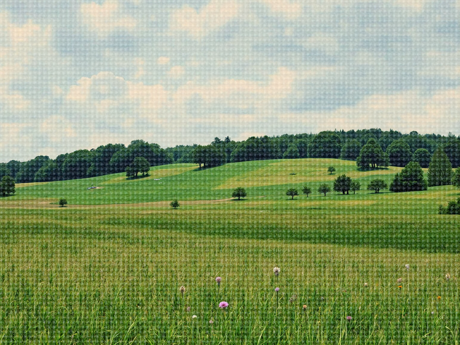 generate a version of the image reference that shows the meadow at 0 o'clock. 