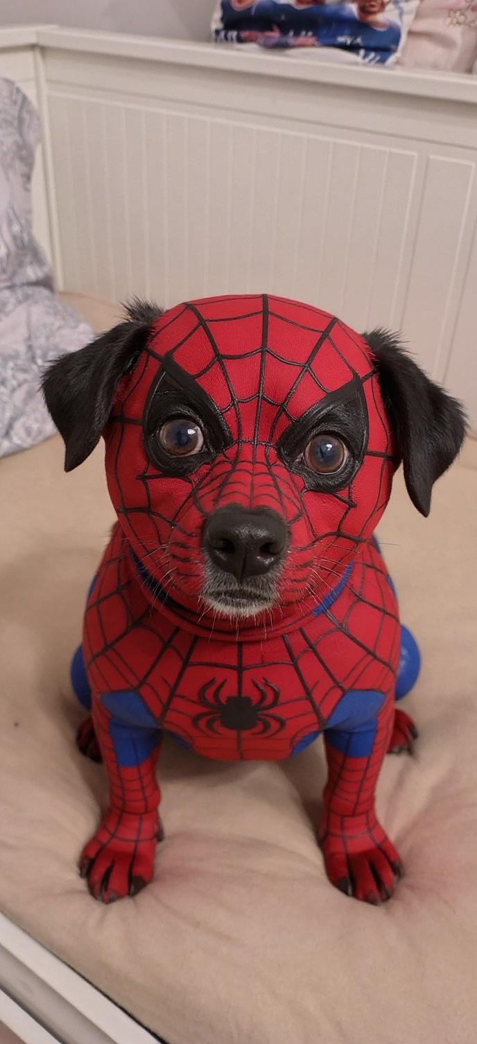 dog-in-spider-man-costume-with-mask-but-with-real-qa6b3igkiq