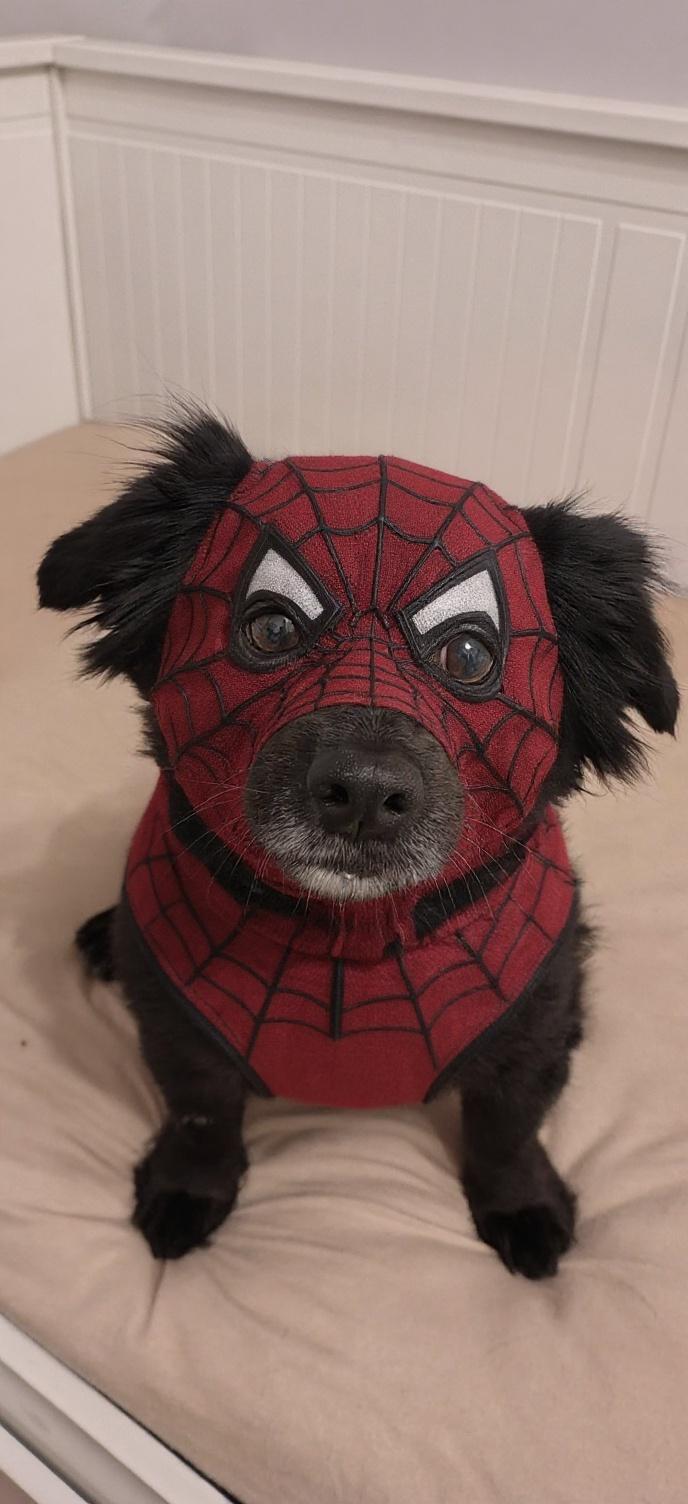 dog-in-spider-man-costume-without-mask-m8h10ngobl