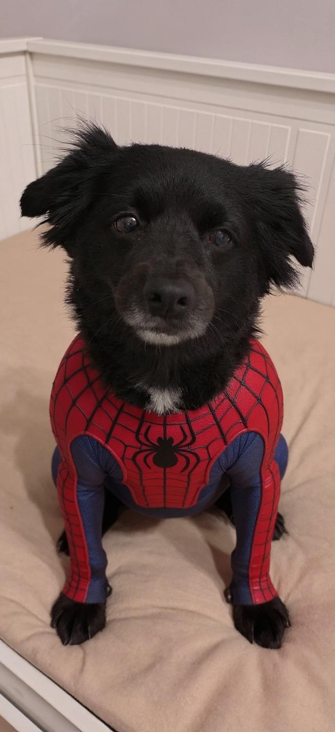 dog-in-spider-man-costume-but-only-suit-without-svmw24qiyb