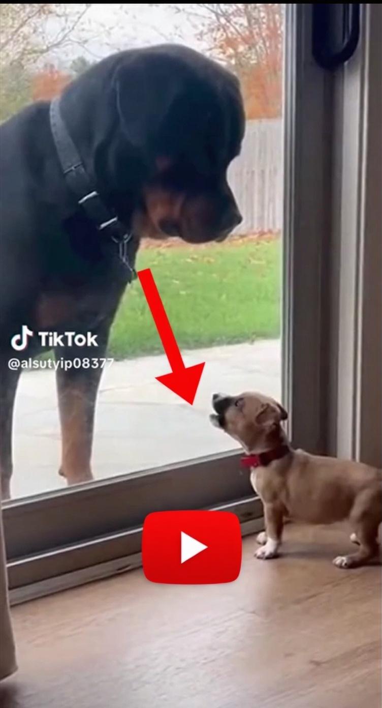 turn-this-into-a-youtube-short-thumbnail-that-show-xzm4vlopa