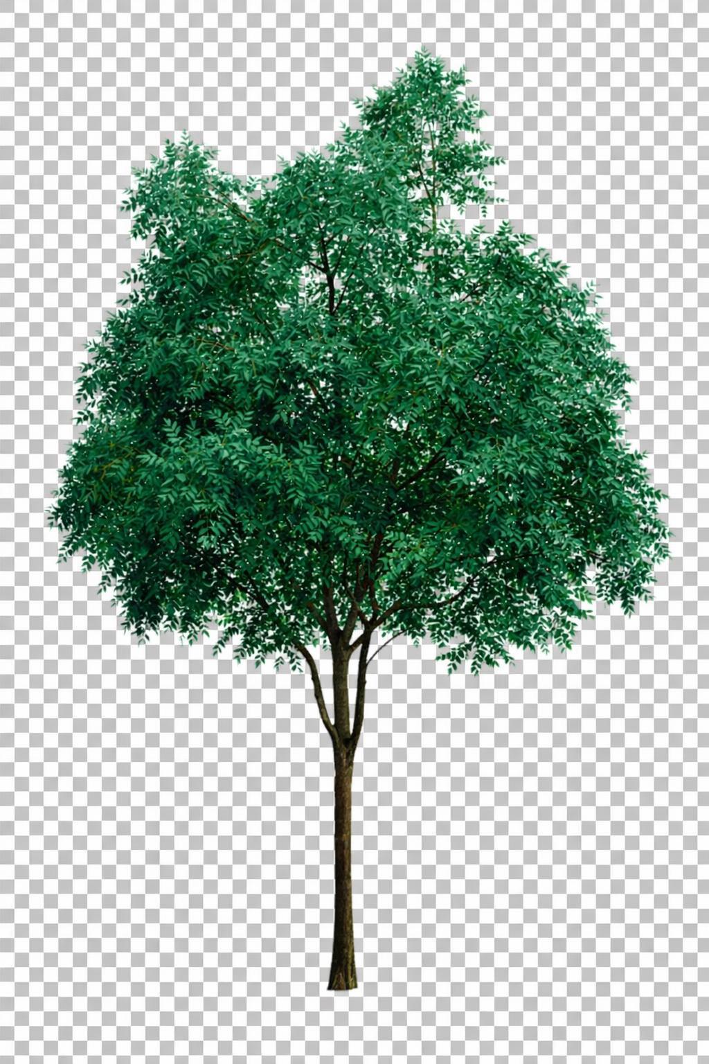 gere-essa-arvore-reta-vista-frontal-fundo-rwtt2vjnbx-2