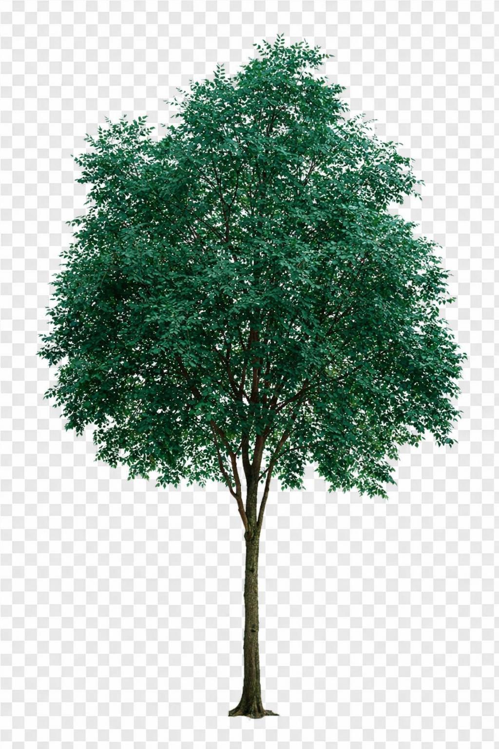 gere-essa-arvore-reta-vista-frontal-fundo-rwtt2vjnbx-1