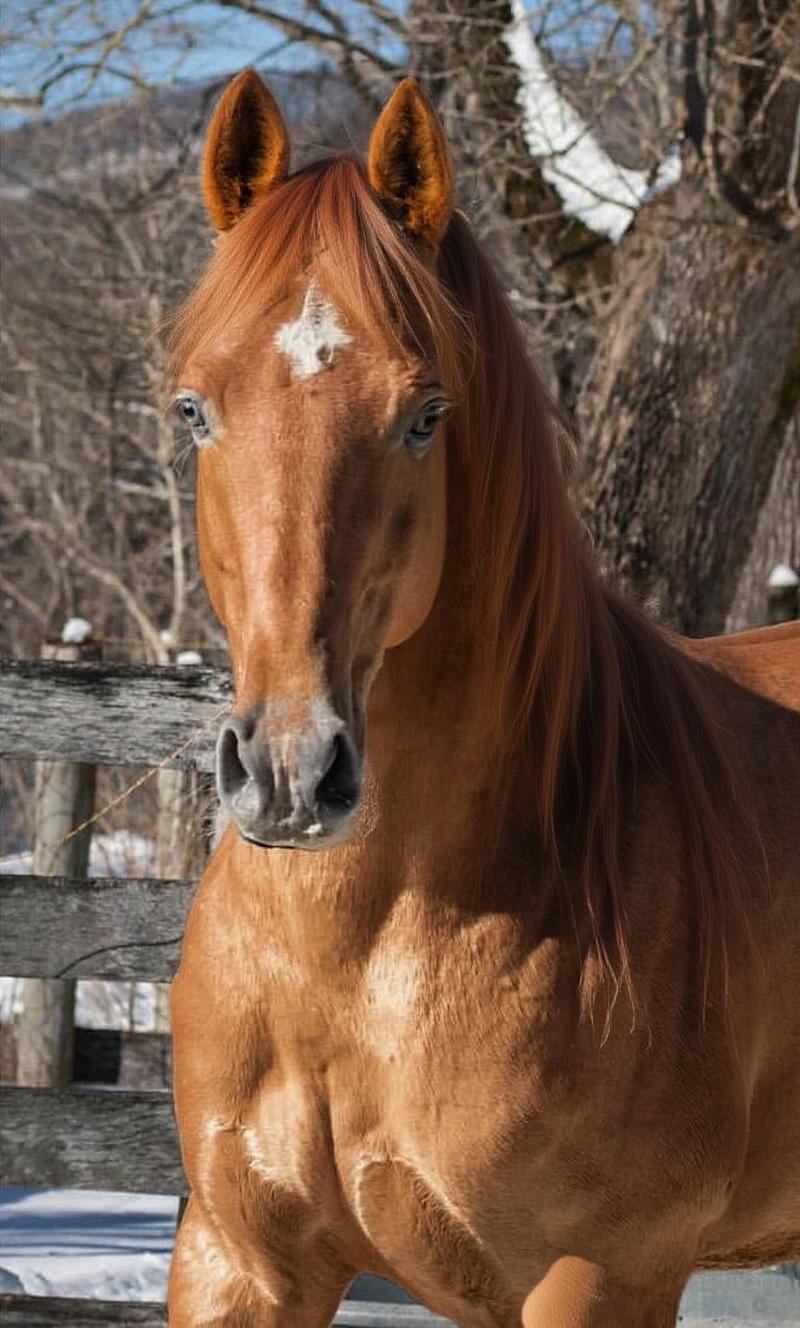 give-this-horse-a-little-tan-and-a-tan-long-flowy-b9gs4ddmlu