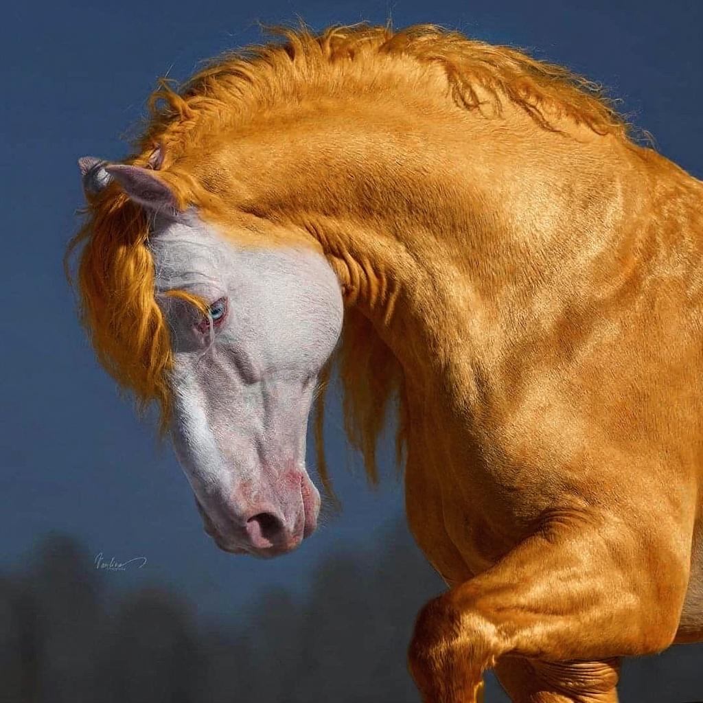 tan-coat-and-a-tan-long-flowy-mane-keeping-its-bhgltol1dj