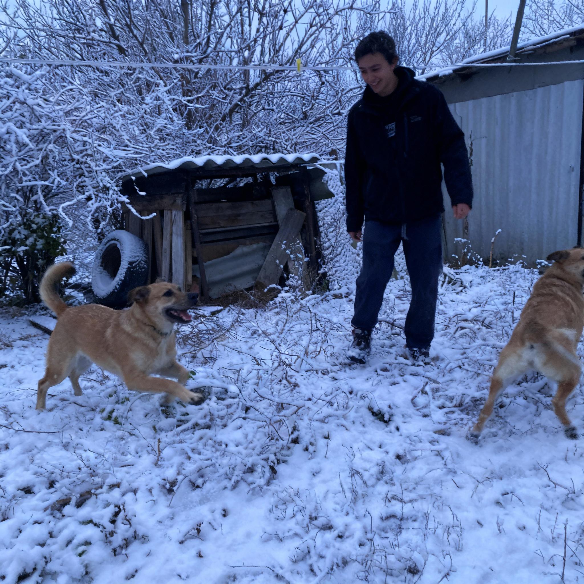 sobaki-radostno-begayut-vokrug-cheloveka-9oidcmw361