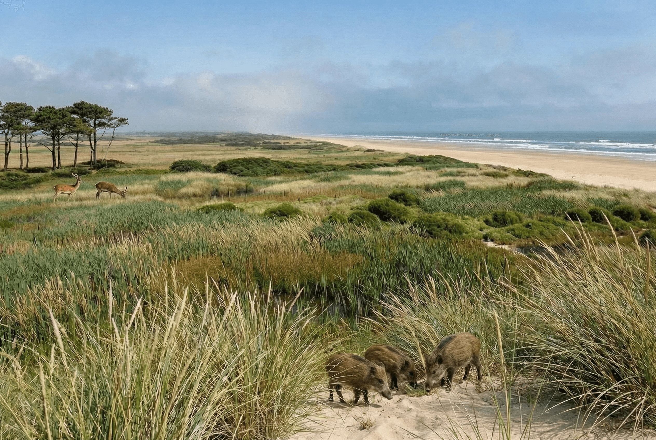 in-the-wooded-area-you-should-see-two-very-m0hfzuphof