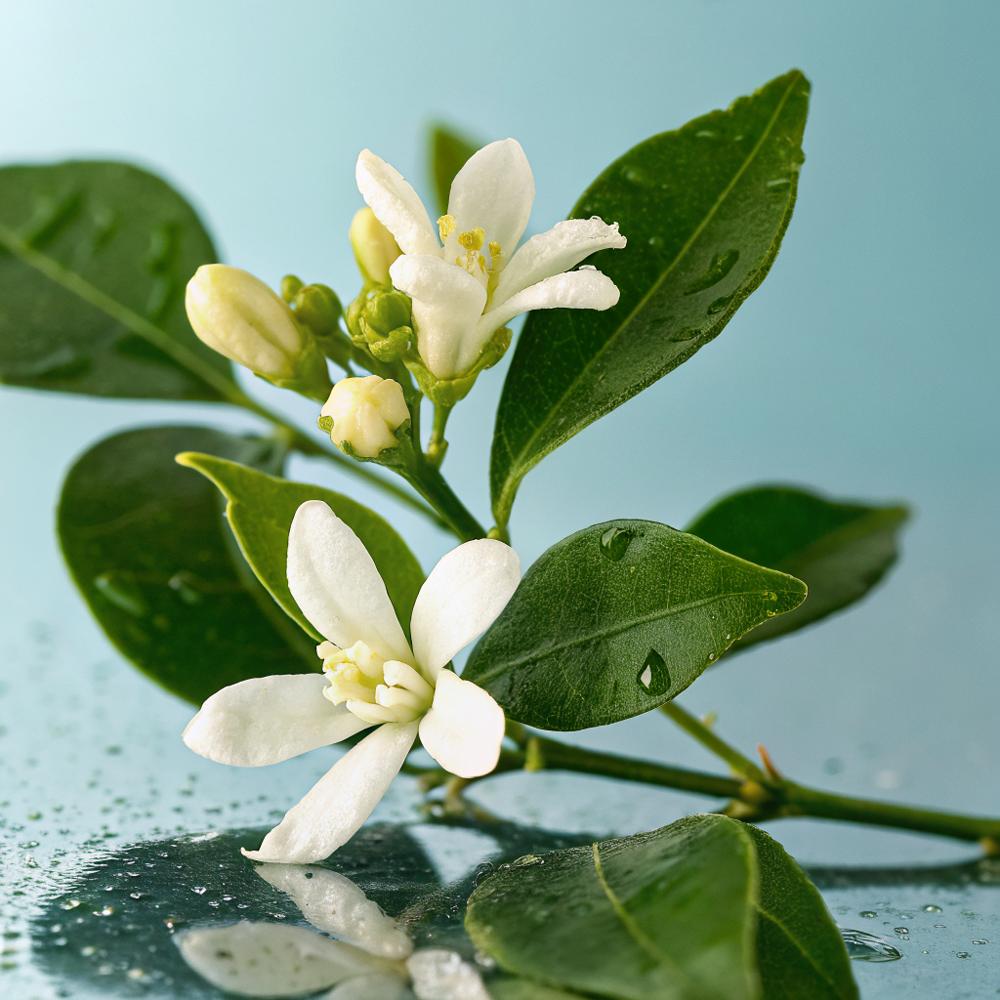 a-single-exquisite-white-neroli-flower-w6egtcer3b