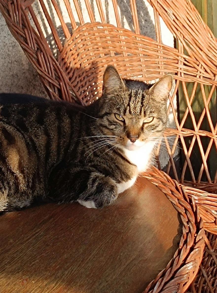 just-clean-dirt-on-the-table-under-the-cat-dont-do-beuc6nki1