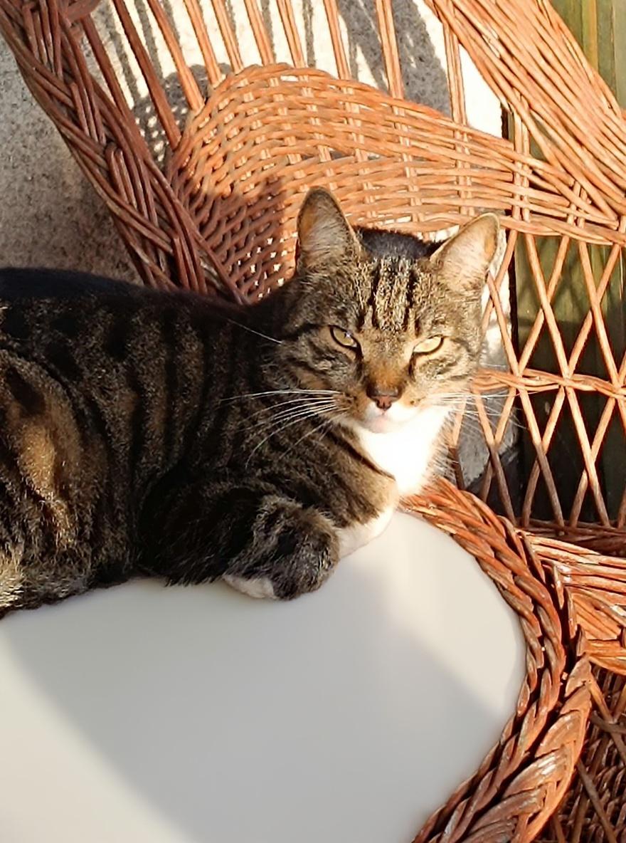 just-clean-the-table-under-the-cat-now-its-dirty-bw529xwfs9