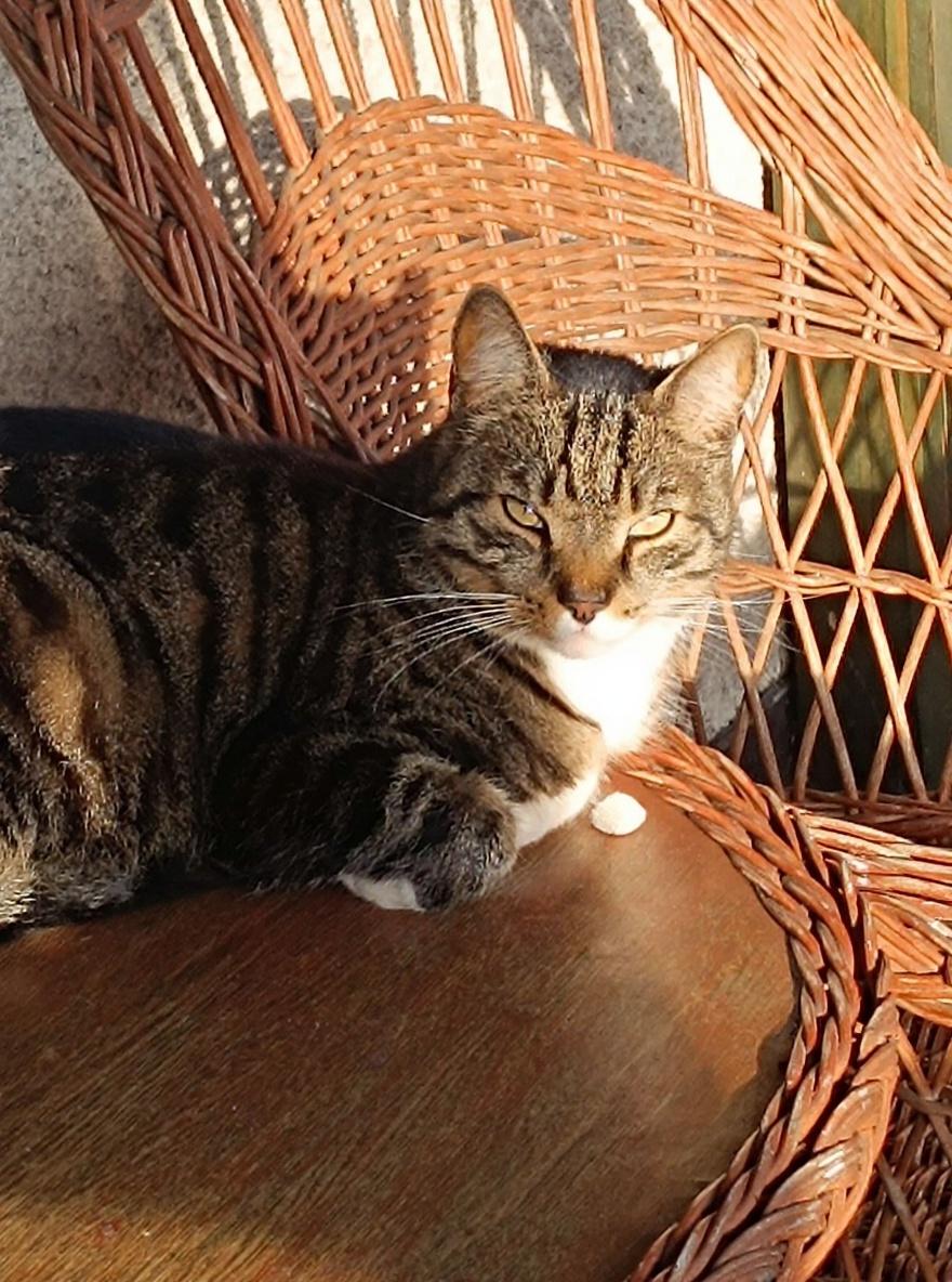 clean-the-table-under-the-cat-now-its-dirty-make-bireejmvuk